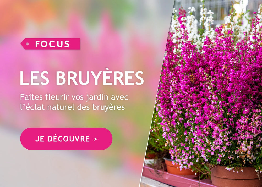 Focus sur les bruyères 