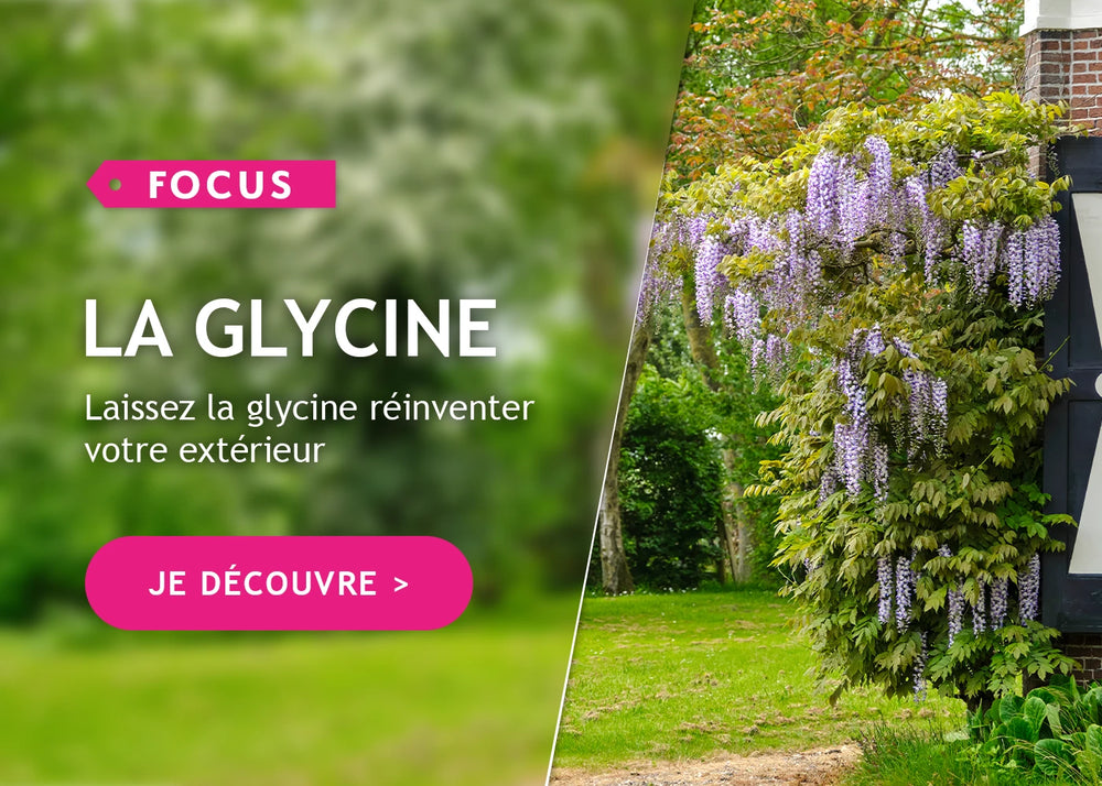 Focus sur les glycines