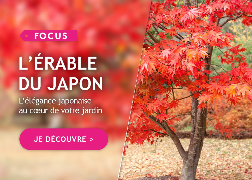 Focus Érable du Japon