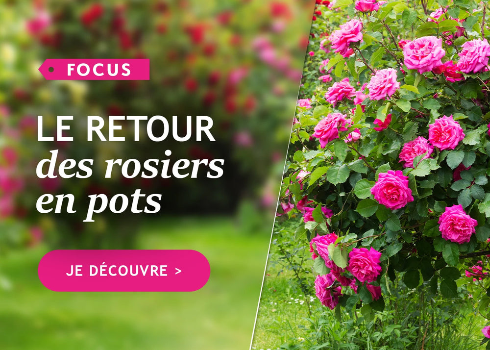 Le retour des rosier en pots