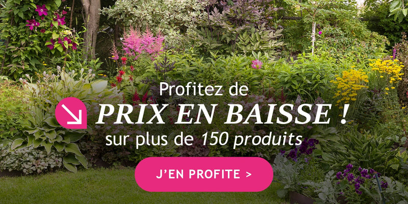 Des baisses de prix à faire craquer