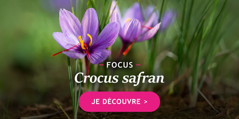 Focus sur le crocus Safran