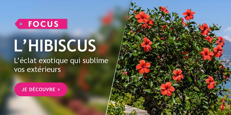 Focus sur nos hibiscus!