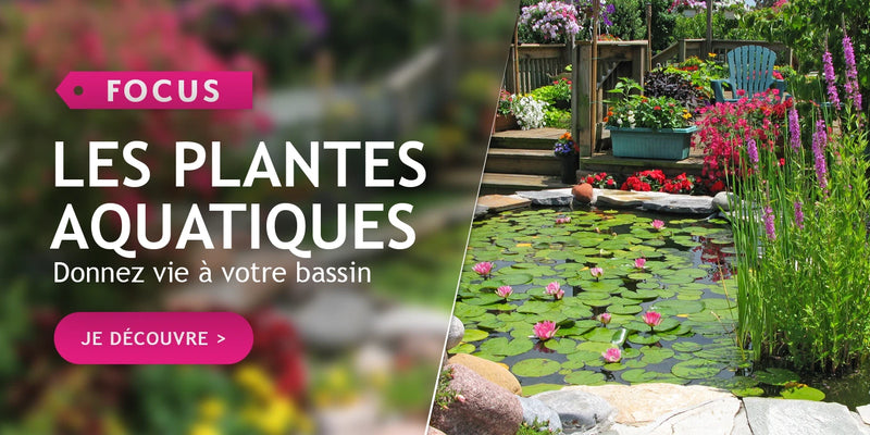 Focus plantes aquatiques