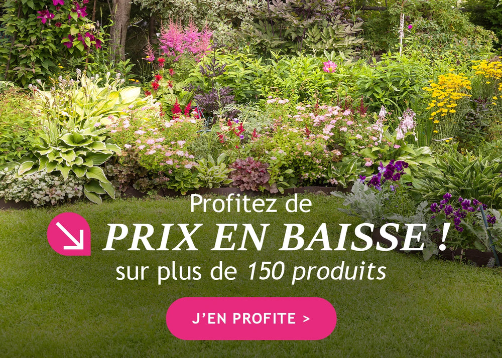 Des baisses de prix à faire craquer
