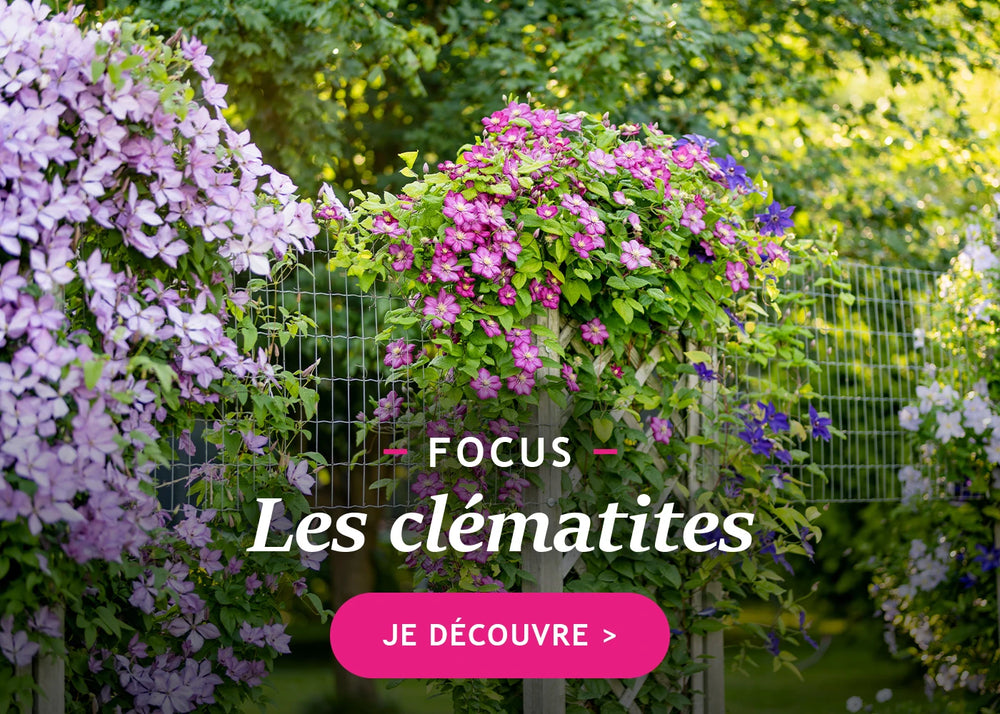 Focus clématites