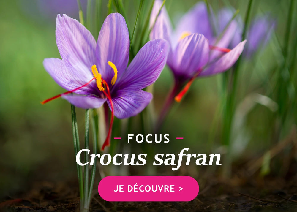 Focus sur le crocus Safran