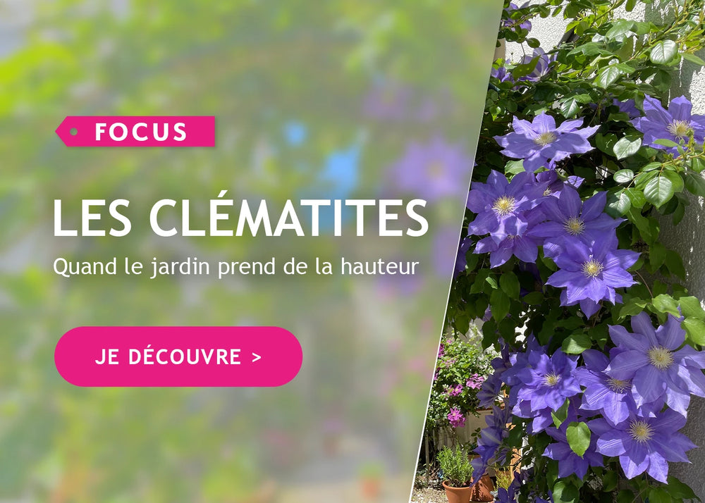 Focus sur les clématites