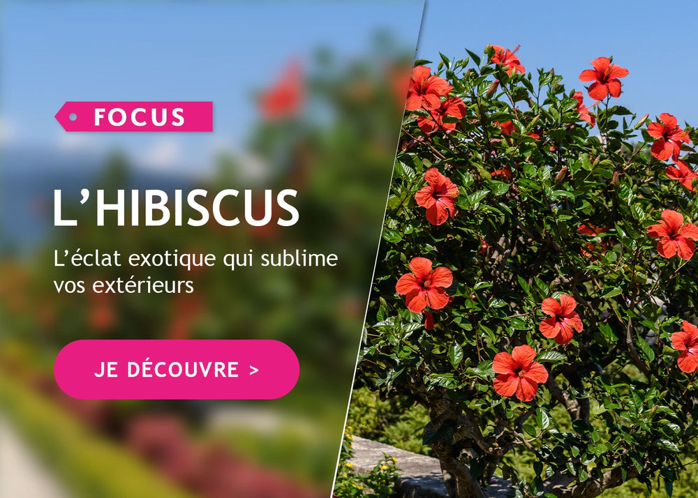 Focus sur nos hibiscus!