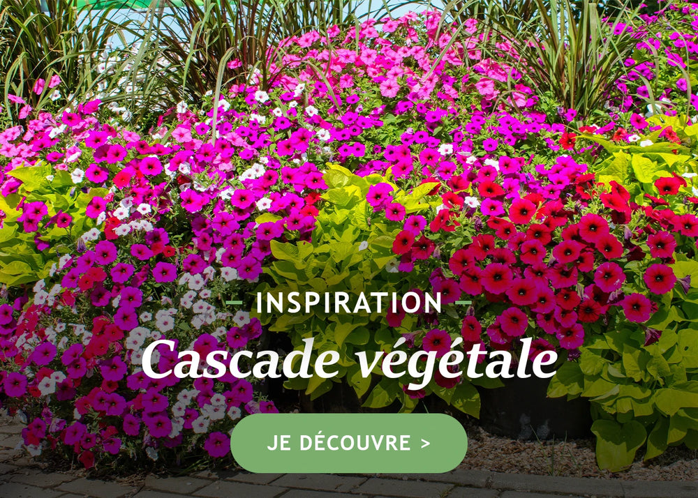 Focus : cascade végétale
