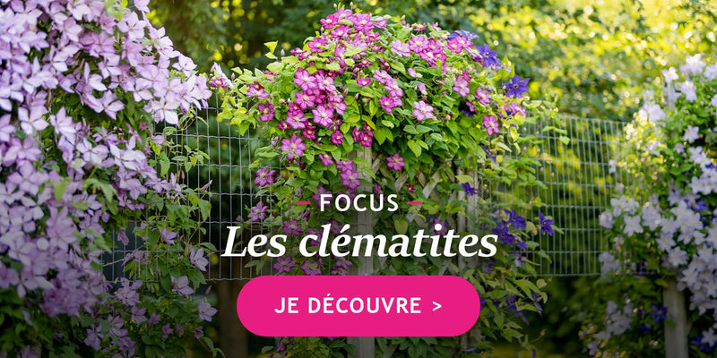 Focus clématites