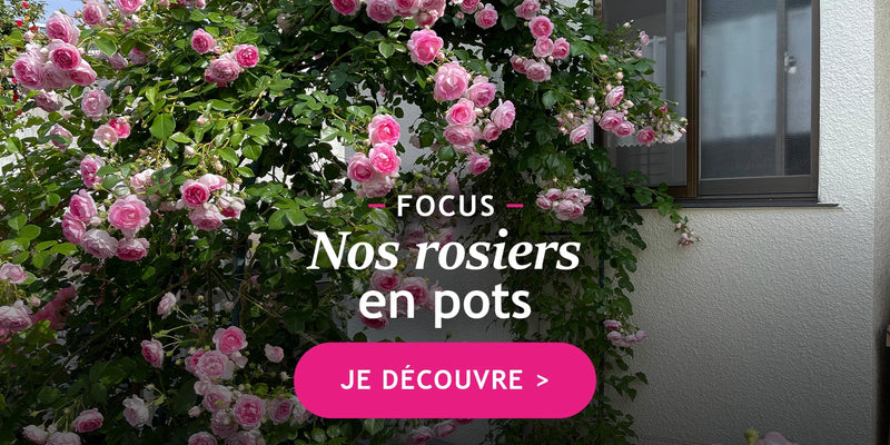 Focus sur les rosiers en pot !