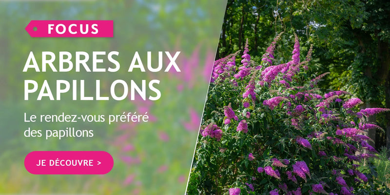 Focus arbres aux papillons
