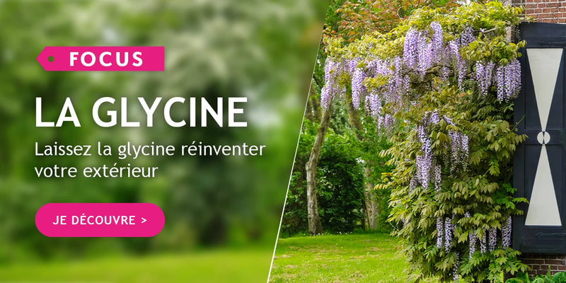 Focus sur les glycines