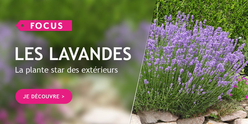 Focus lavandes