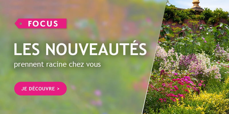 Focus sur les nouveautés