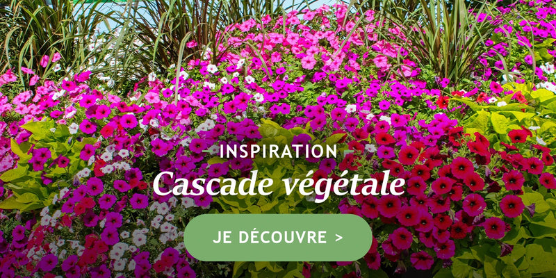 Focus : cascade végétale