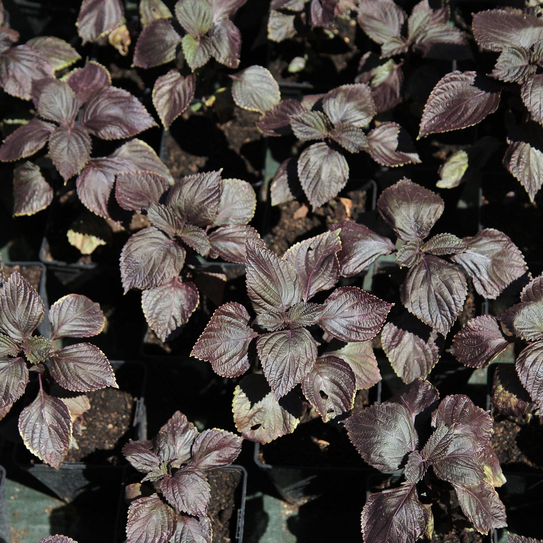 Graines Perilla rouge - Shiso - Perilla frutescens rouge (shiso)