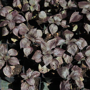 Perilla  rouge - Shiso - Willemse