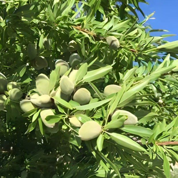 Amandier - Prunus dulcis Texas