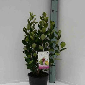 Vente Goyavier du Bresil