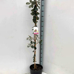 Goyavier du Bresil - Goyavier - Willemse