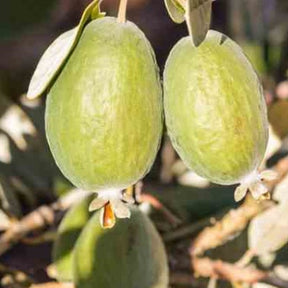 Goyavier - Goyavier du Bresil - Acca sellowiana