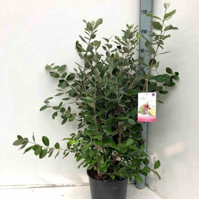 Vente Goyavier du Bresil - Acca sellowiana