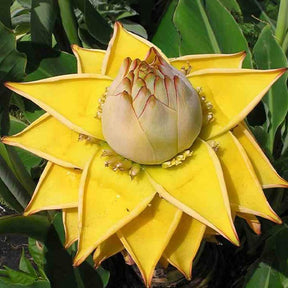 Bananier nain chinois 'Lotus d'or' - Musella lasiocarpa - Plantes