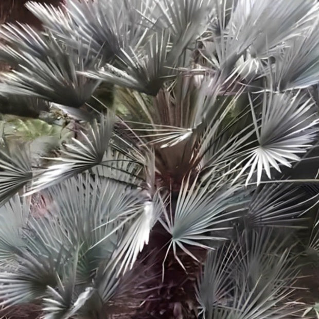 Palmier nain 'Cerifera' - Chamaerops humilis cerifera - Arbustes