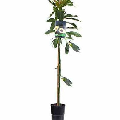 Avocatier 'Hass' - Persea americana variété hass - Avocatier