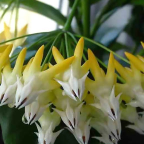 Fleur de porcelaine : Hoya multiflora - Fleur de porcelaine : Hoya multiflora - Plantes d'intérieur