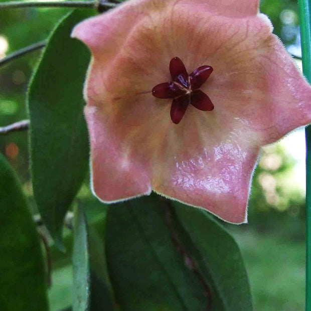 Fleur de porcelaine : Hoya patella