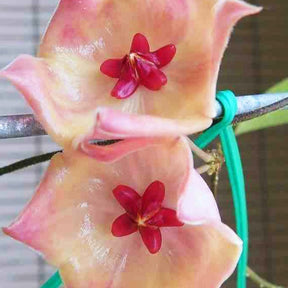 Fleur de porcelaine : Hoya patella - Fleur de porcelaine : Hoya patella - Plantes d'intérieur