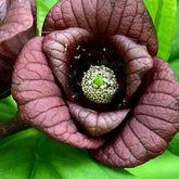 Asiminier Triloba - Willemse