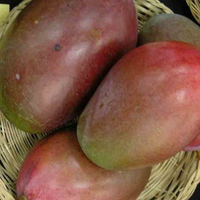 Manguier 'Osteen' - Mangifera indica osteen - Fruitiers Arbres et arbustes