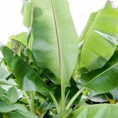 Bananier du Sikkim - Musa sikkimensis - Willemse