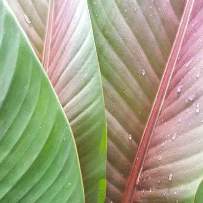 Musa sikkimensis - Bananier du Sikkim - Bananier jardin