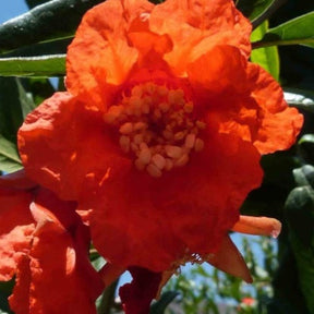 Grenadier Dente di Leone - Willemse