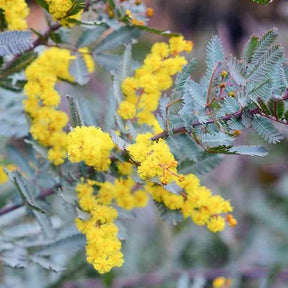 Mimosa de Bailey à feuillage pourpre - Acacia baileyana Purpurea - Willemse