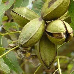 Pacanier - Noix de pécan - Carya illinoinensis - Plantes