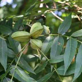 Pacanier - Noix de pécan - Carya illinoinensis - Fruitiers Arbres et arbustes