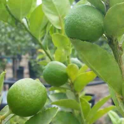Citronnier limettier - Citrus aurantifolia - Fruitiers Arbres et arbustes