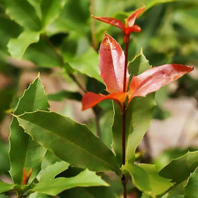 Noix de macadamia - Macadamia ternifolia - Willemse