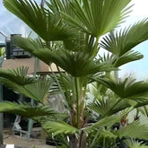Palmier chanvre du Chusan nain - Trachycarpus wagnerianus :Palmier nain - Plantes
