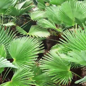 Palmier chanvre du Chusan nain - Trachycarpus wagnerianus :Palmier nain