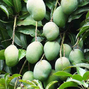 Collection de 3 manguiers (Osteen, Kensington Pride, Tommy Atkins) - Mangifera indica var. osteen / kensington pride / tommy atkins