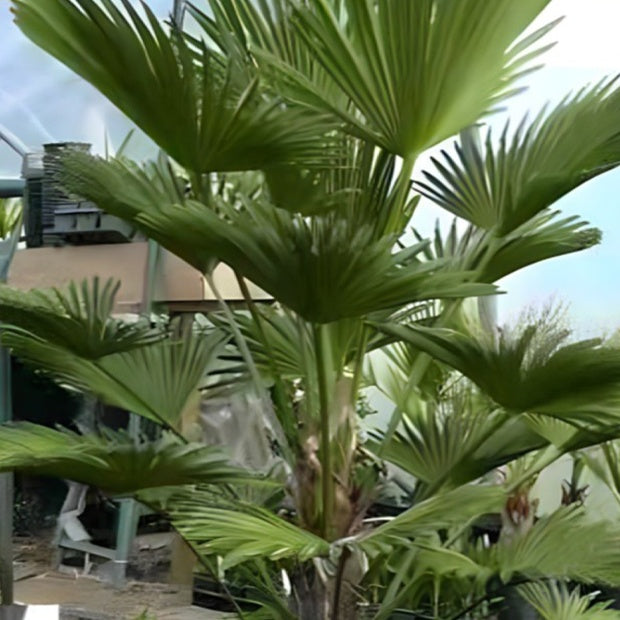 Palmier chanvre du Chusan nain - Plantes