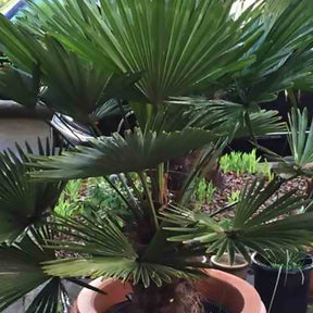 Trachycarpus wagnerianus : Palmier nain - Palmier chanvre du Chusan nain - Arbustes exotiques