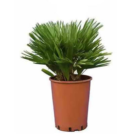 Chamaerops humilis 'Cerifera' : Palmier - Palmier nain Cerifera - Arbustes exotiques